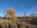 Saule automnal